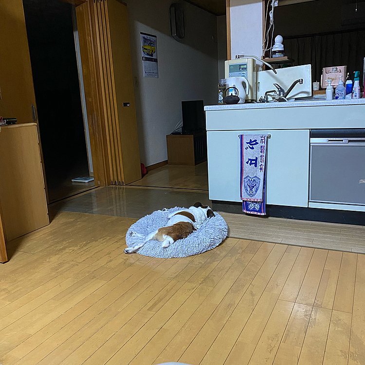 向こうの部屋からいつものように自分でベッド移動してきたタイガー🐯
やっぱり明るい部屋がいいんだね🤣🤣🤣