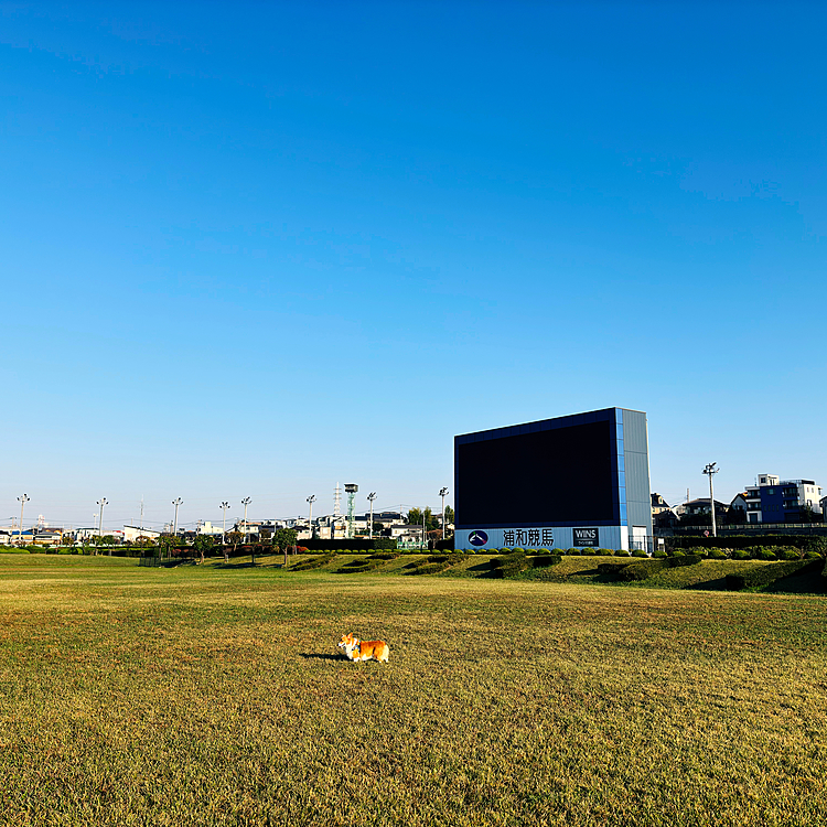 肌寒い季節は競馬場までお散歩🚶‍♀️
朝露でコンディションはイマイチですが、走り回って楽しかった。