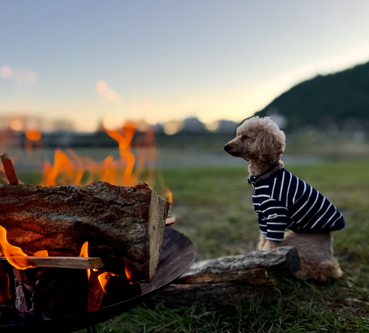 🐾 「焚き火」始めました🔥

マル地方、やっとやっとやっと肌寒くなってきました。
(朝晩だけ😅)

8ヶ月ぶりに今シーズンの「焚き火散歩」開始しました🔥