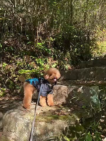 それにしても楽しそうなハッピー🐶
野性児の本領発揮です🐾
思ったほど紅葉していなかったけど気持ちいい季節です🍁
足は筋肉痛になったけどまた行こうね😉
