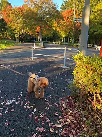 月曜パパさんと一緒に夕散歩🐾
街路樹の紅葉が綺麗🍁
パパさんを追いかけ走るハッピー、私も走ったのですがヒラヒラする左足のズボンに右足が引っ掛かりそのまま外れなくて右足が着地出来ず宙を舞うようにコケた😢
動画のあとに傷が写ります🙏
この動画のグレーのズボン履いていました👖
服も破れる事無く軽めの擦り傷で済みました😮‍💨
傷跡が残らないように速攻キズパワーパッドを貼りプクプクです😂

今日はいつものショッピングモールへ🐾
クリスマスの飾りと気温が一致しないな🎄