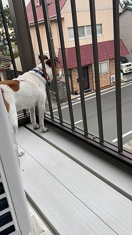 今日はみんな家にいる日
他の人たちの様子を伺うタイガー🐯