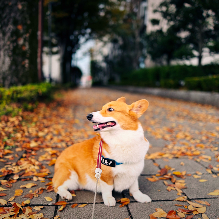 落ち葉🍂大好き。