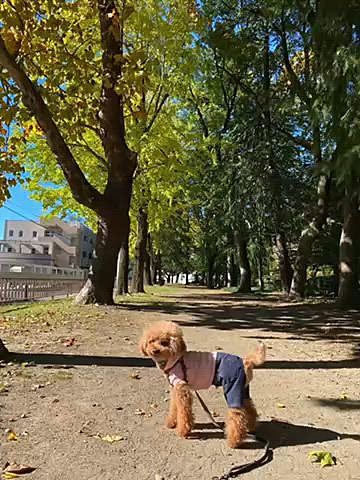 🚲で紅葉を見に行ってみましたが見頃はもう少し先かなぁ🍁

走るの好きなハッピーとダッシュ恐怖症になってる私💦

狭い公園なので2周してあと1周と思ったらグイグイと公園の外へ歩き出し付いて行ったらステーキ宮でした🍖

右足は綺麗になりました♪
肘はまだグジュグジュしています😢

公園からすぐイチローさんの母校があるのですが、前日に訪問していたそうです⚾️
野球殿堂入り候補に選ばれましたね👏