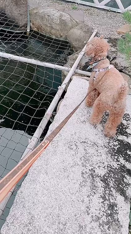 鯉に興味ないみたいだったのに、橋に登ってみたライちゃん
ここが八雲庵といってわんこOKで
地元でも有名なお蕎麦屋さんみたいです


