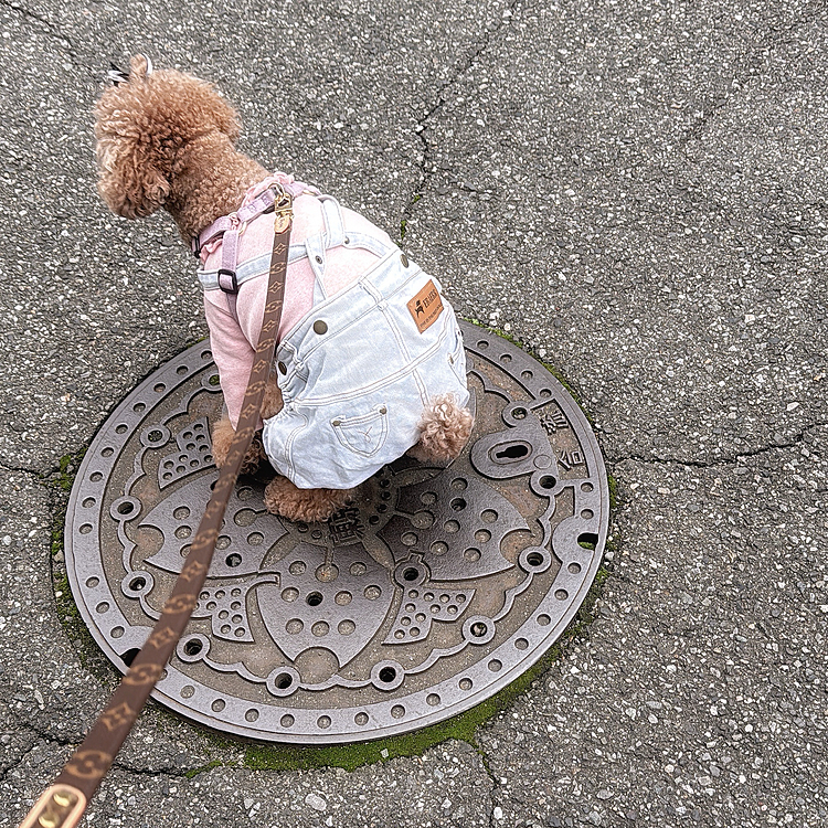 最後に、
旅行中はうんちはしたのはしたけどちょこっとしかしなくて便秘気味だったかも💧

帰ってから
地元のマンホールで安定の踏ん張りしてました🤣

ガンダムのマンホールにしなくて良かった💦💦💦


