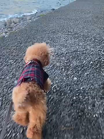 修善寺は中伊豆ですが、夕焼けを見にかなりクネクネの山道を下り西伊豆へ🚗
夕焼けと富士山が見れました✨✨
堤防から海越しに鳥居⛩️と富士山と言う珍しい光景もなかなか良かったです🗻
ホテルも修善寺なのでまたクネクネ道を戻りました💦