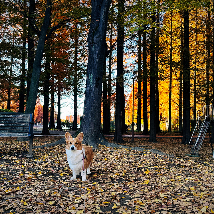 今日も秋を満喫🍂