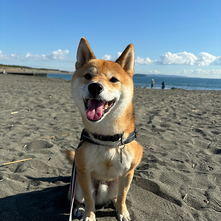 2024.12.02(月)
今日は海散歩🐾🐚
天気もよく楽しそうでした😊
