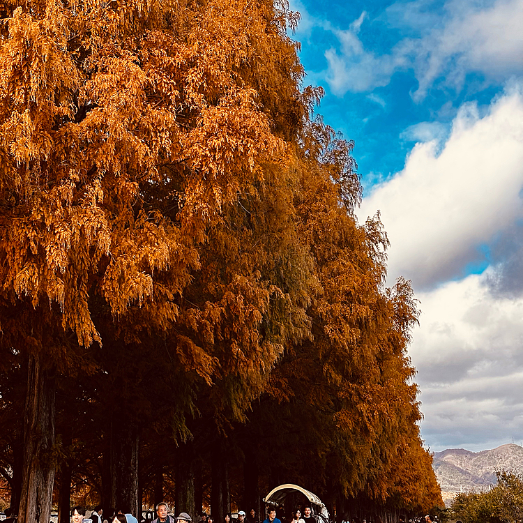 メタセコイヤ並木も綺麗に紅葉してました🍁