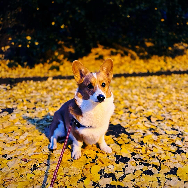 彩鮮やかになりました♪