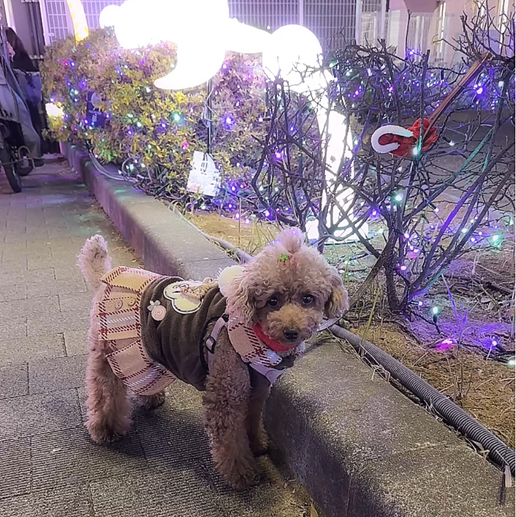 クリスマスの日の散歩です
帽子嫌がってリードにぶら下げて散歩しました

駅前が結構な飾りで近くの商店や企業をスポンサーにしたみたいでそれぞれにプレートがついていました




