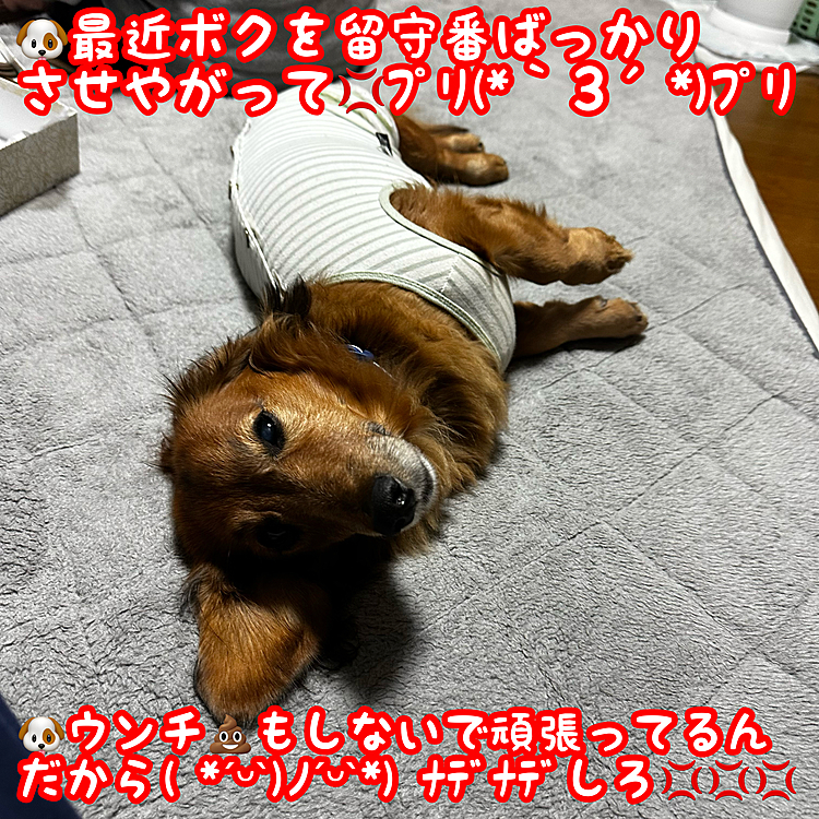 ウチの親族の事情で最近ココﾁｬﾝ🐶を一人でお留守番をさせざるを得ない状況が続いてますが､ウチのココﾁｬﾝ🐶お部屋で💩もしないで大人しくネンネ💤してます✨
出掛ける際はいつも一緒に連れて行ってたのによく頑張ってるね～💪💪💪とっても良い子で助かります🙇‍♂️🙇‍♂️🙇‍♂️