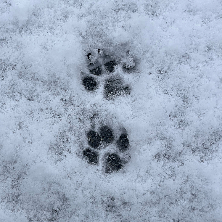 ポコちゃんの🐾
冬は大小沢山のわんこの足跡があって可愛いです☺️💓