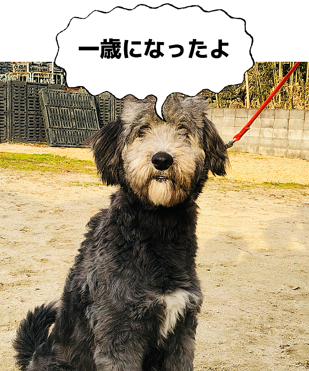 お久しぶりです。
本日クロくん一歳の誕生日を迎えました🎂
あんなに小さかった子がこんなに大きくなってママは嬉しいです。
今年は一緒にお祝いできないけど来年からは一緒にお祝いしようね