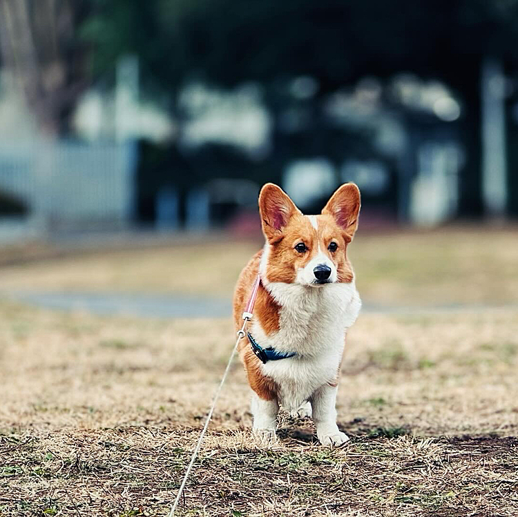 今日は隣駅の公園まで、公園独り占めでした。