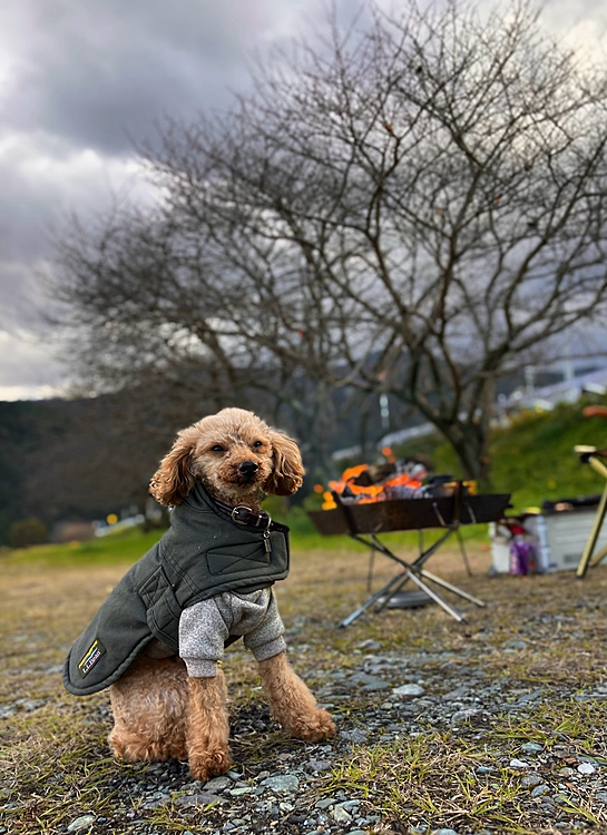 2024-12-30

🐾 冬休みは全部河川敷🔥

9連休、チョットした用事はあるものの、
朝はぜーんぶ河川敷の予定🔥🔥🔥