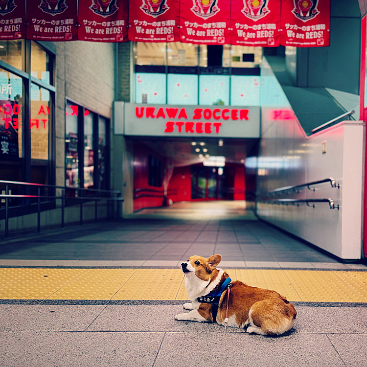 今年の朝ラスト散歩は駅でした。誰も居ない駅に興味津々。