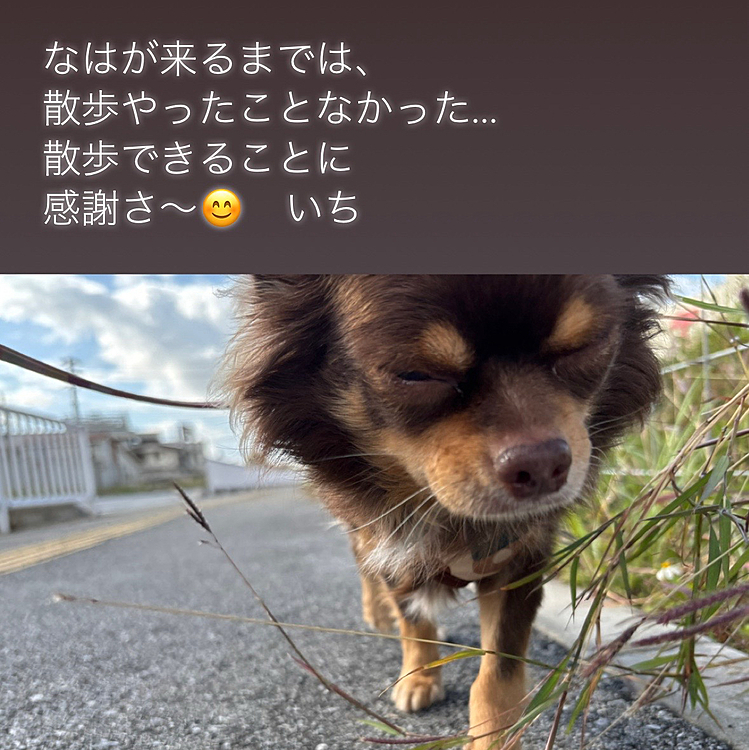 #保護犬 だった
はなちゃん🐶がくるまでは、
散歩なんか
考えること無かった(＞人＜;)

はなちゃん来て
午前中と
午後の時間に
散歩できることに
心から感謝さ〜╰(*´︶`*)╯

少しのさんぽだけどね(๑˃̵ᴗ˂̵)
健康が気になる
#53歳目前 
のおっさんでした╰(*´︶`*)╯いち

#犬好き
#犬
#チワワ