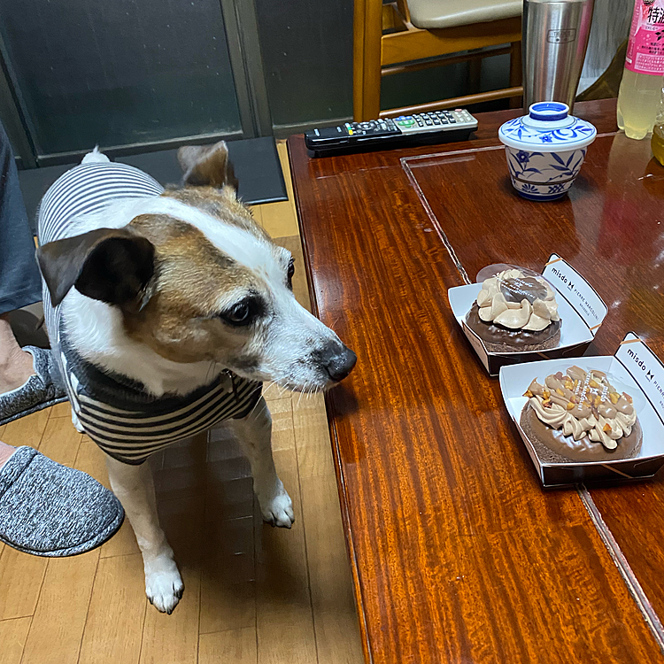 ピエールマルコリーニ
コラボドーナツ🍩狙うタイガー🐯🤣🤣🤣