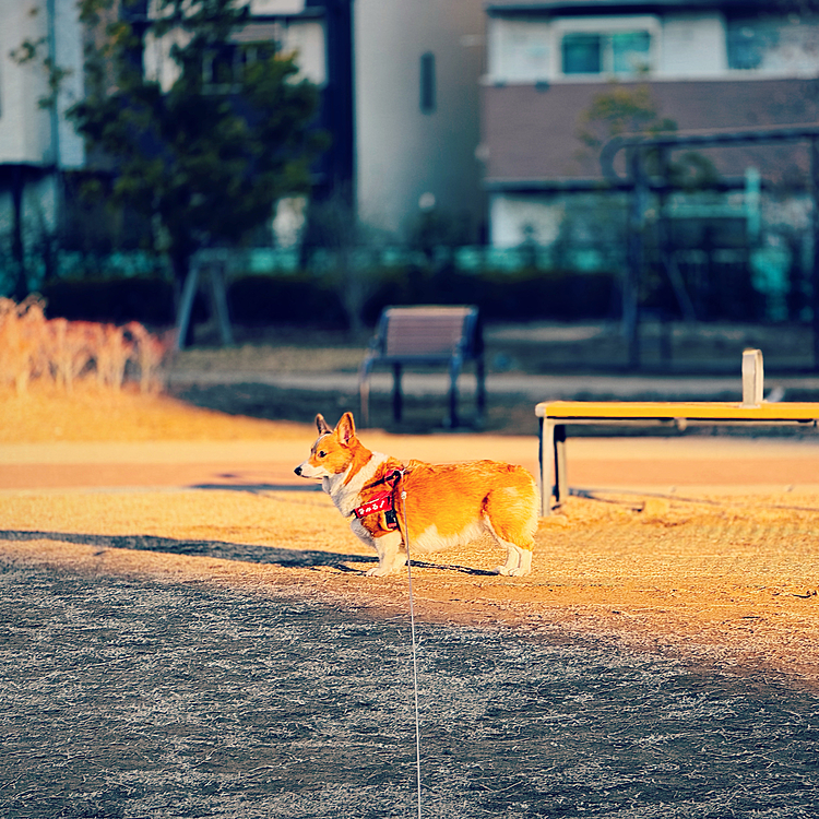 大好きな公園、お友達を待つ。