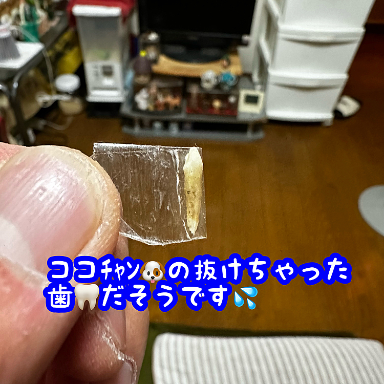 今日お袋が布団を叩こうとしてたら見つかったそうです💡
ココﾁｬﾝ🐶の歯🦷みたいです💦