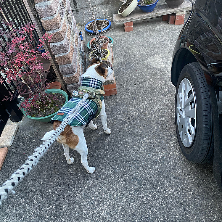 タイガー🐯地方は、寒くないのに
コートや洋服着せて、、😅