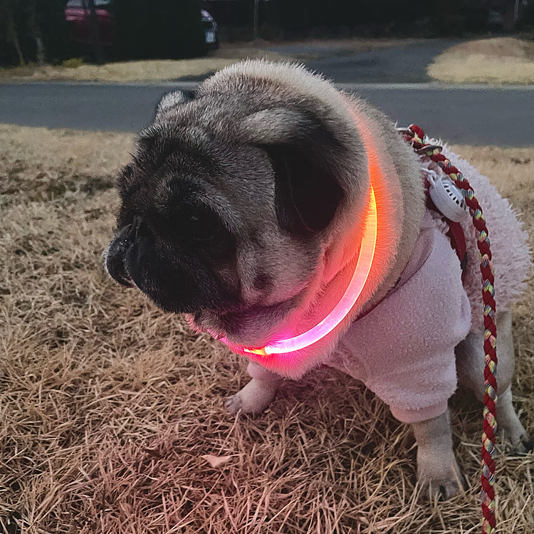 ピカピカ✨つけて夕散歩🐾