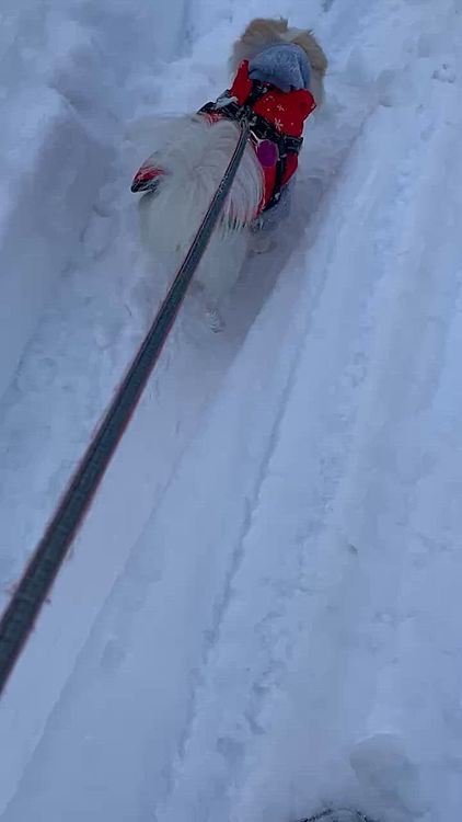 これは1/15。この日以来それほど雪が降らず雨の日もありで、今年は雪多くなるって聞いてたのに全然なポコ地方です。
ポコちゃんは先日病院へお薬をもらいに行きついでに足を診ていただいたんですが、やはりパテラで外れるとのこと。けど痛がってないからとりあえず大丈夫と言われました😊
体重が2.94kgに増量してたのでこれ以上太らないようにしなくちゃです😅💦