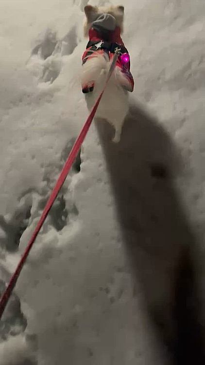 雨が降りそのあと冷えて固まった公園の雪。ポコちゃんの体重じゃびくともしなくなってました❄️
