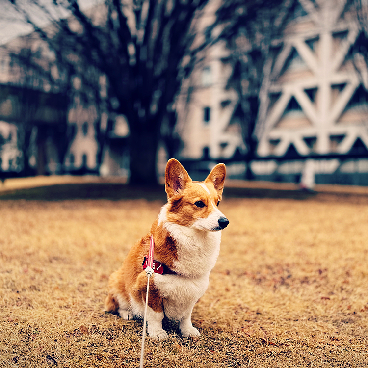 ミル、本日8歳になりました♪なかなか落ち着きませんが…