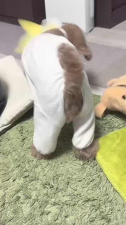 先代犬ロウちゃんも豆まきにフードを混ぜて撒いて、鬼役をやってもらってたんだけど

ライちゃんにもやったら、お豆食べちゃって
慌てて豆を拾うハメに😅
5粒くらい食べたけど、たくさん食べたら消化悪そうで

撒いたら、ピャーって走っていって食べてました
ご飯はもったいぶって食べるのに、おやつだと思ったら素早い💦

そして荒ぶるライちゃん、鬼役ぴったり！




