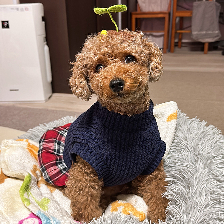 頭から芽🌱かわ生えてきました🤣🤣🤣




