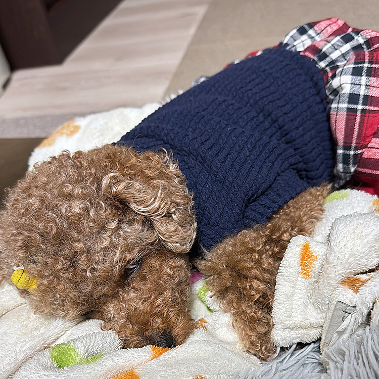 昨夜、カメラを向けられても起きられず
ちょっと目を開けるけど、眠気に負けたライちゃん
目だけに
芽🌱が生えました




