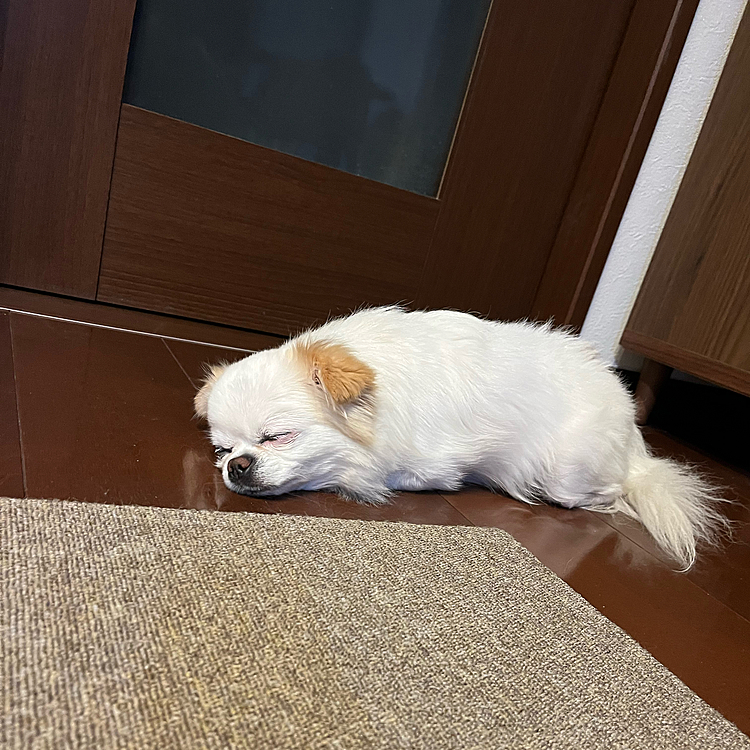 気付いたらこんな所でグースカピー🐶💤
盗撮成功😆
この間目を開けちゃったけどまた🐶💤
