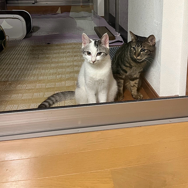 [11.5]部屋への解禁はまだされてません