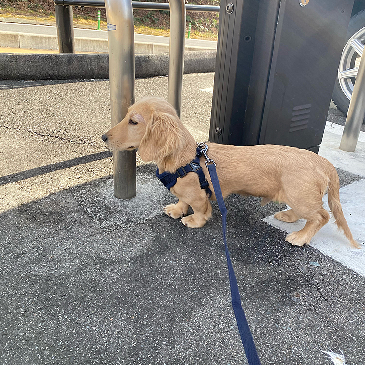 2025.2.20　散歩🐕久しぶりにアプリを開いたら時が経ちすぎていた…  毎日の成長記録を載せようと思っていたのに突然の5ヶ月です🌱