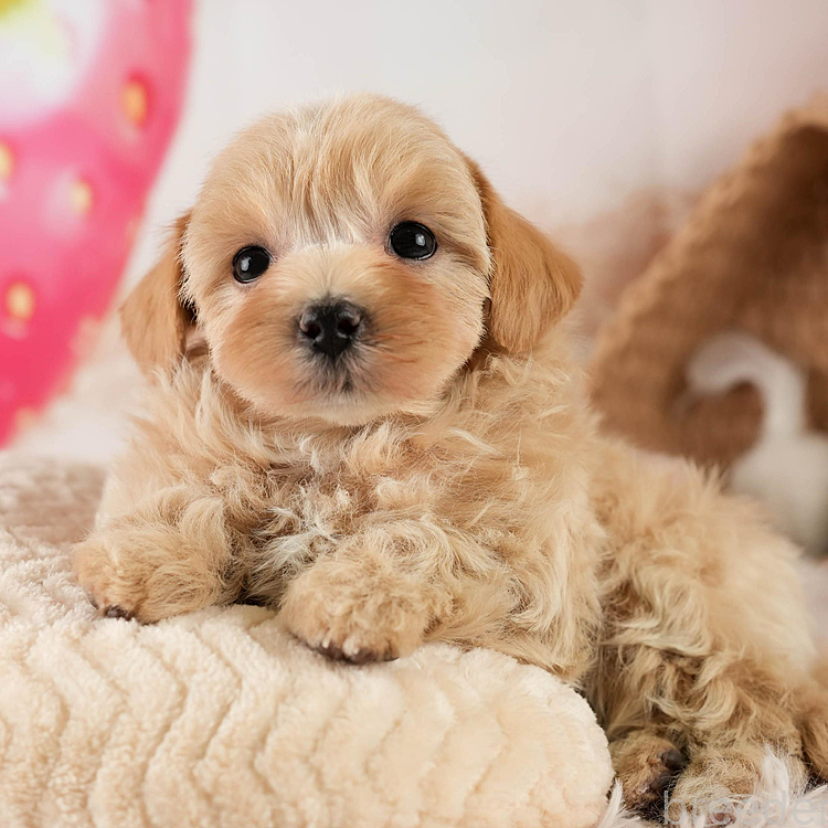 今日は亡くなった先住犬のトイプードルのMarcoの4周忌でしたが、マルプーの子犬を家族に迎えました。名前はSophiaと名付けました。通称はSophyです。今日をペットロスの転換点としてヨーキーのジュリアと共に明るく生きて行きたいと思います。どうぞ宜しくお願い致します。