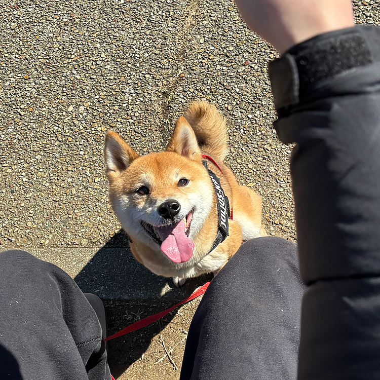 走ったあと大好きなおやつ🍪を見つめる櫂