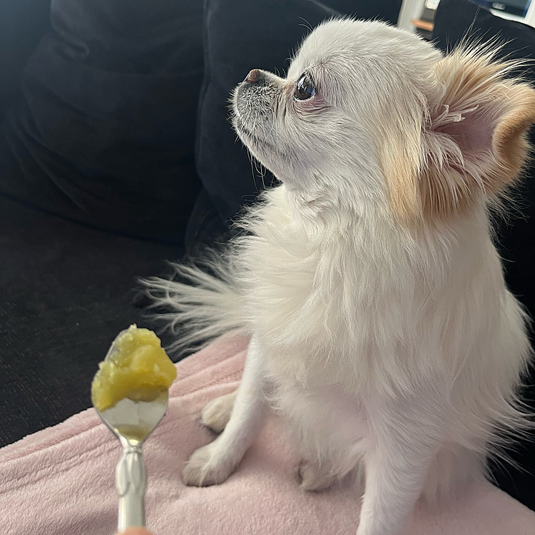 焼き芋🍠を前にマテ🐶
頑なにお顔背けてます🤣