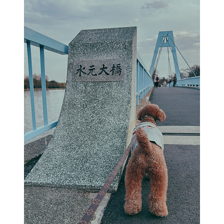 水元公園内にある橋






