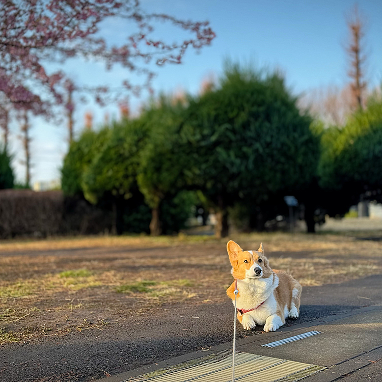 今年も咲きはじめました。河津桜🌸