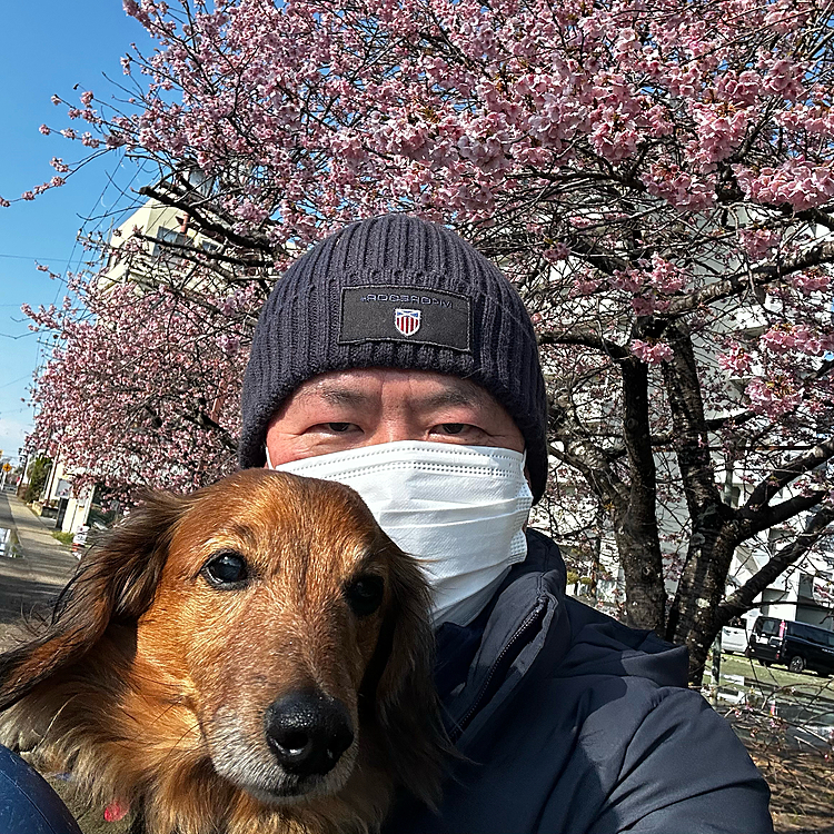 ご無沙汰投稿になってしまいましたが、今朝のお出掛け散歩で近くの河津桜🌸を観に行きました🚗 ³₃
ココらの地元のお祭りは先週終わってしまった様ですが､暫く寒かったのでかえって今日の方がほぼ満開🌸になったみたいです✨
良かったね💕︎ココﾁｬﾝ🐶