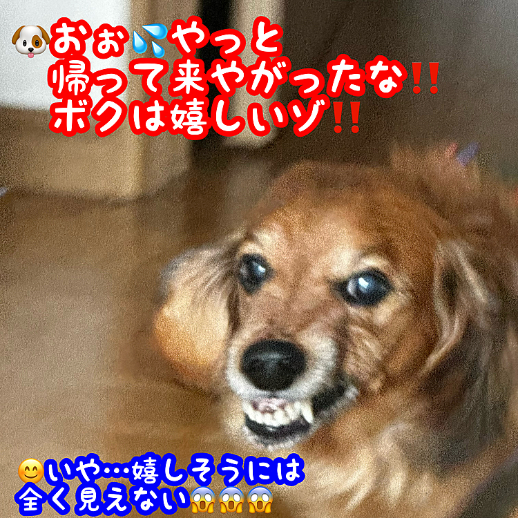 1度ちゃんと写真に収めてみたかった自分が帰って来た時のココﾁｬﾝ🐶の御出迎えの嬉しい⁉️表情の写真📸
いつもこんな感じに御出迎えしてくれます🤣🤣🤣表情はともかくとしてカワイイからまぁイイか😂😂😂