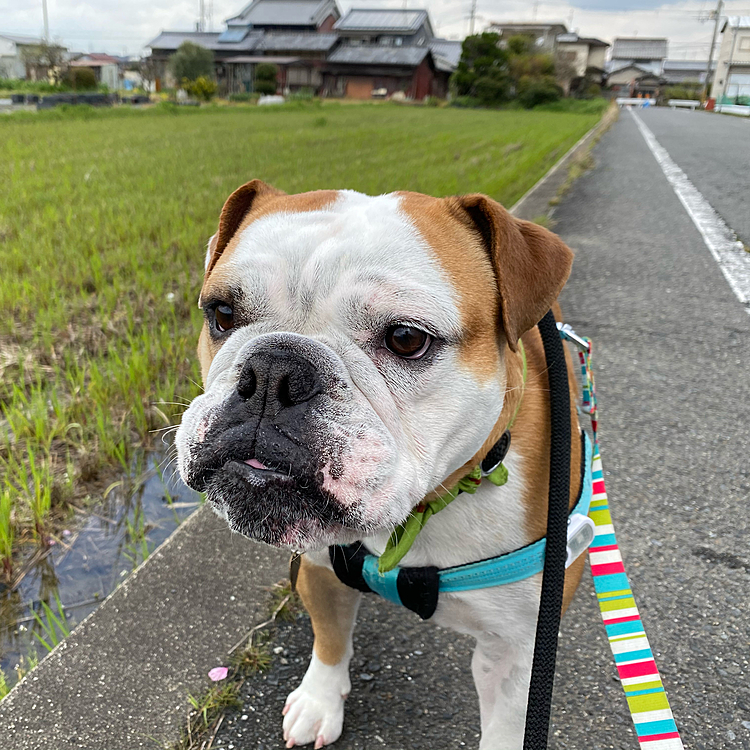 今朝は肌寒い中、散歩に出かけました😃
昨日は雨だったので、散歩2倍デーです🚶🦮