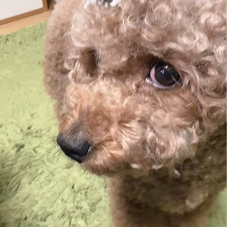 ライちゃんのお目目、赤いです






