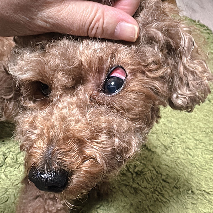 白目が赤いです

片方だけ







