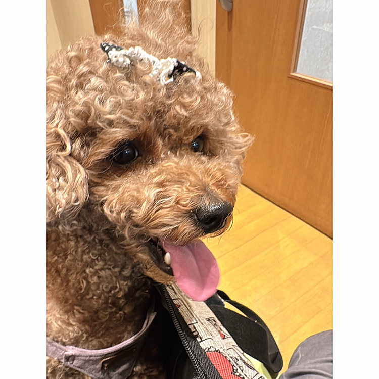 病院行きました

先代犬ロウちゃんみたいに緑内障だったら…
という不安が拭いきれず

片目だけ赤いのです

アレルギーでしょう
という診断でした

それと、またしこりを首の内側に見つけました💧






