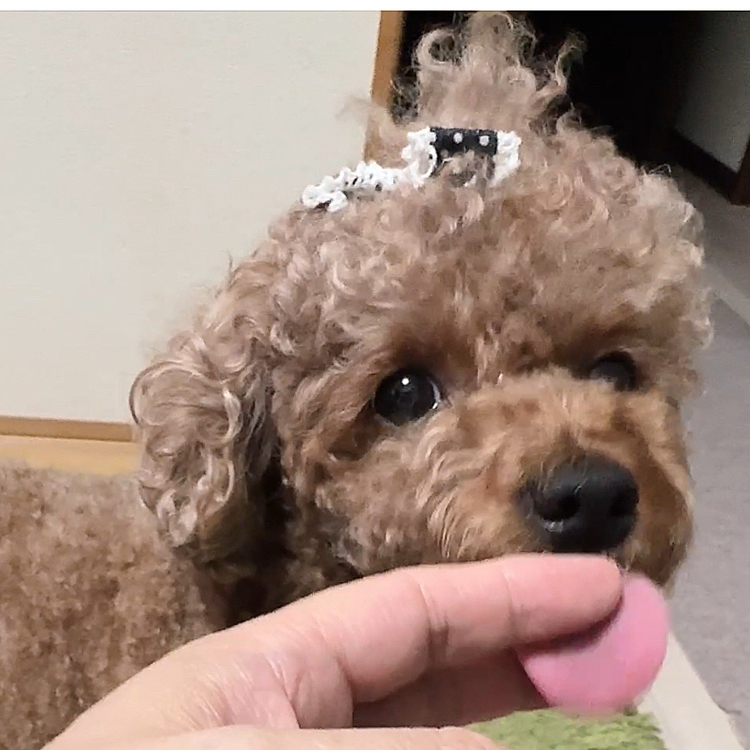 病院でずーっと抱っこして、明日飼い主の肩は崩壊寸前です💧
今すでに背中が痛いです

待合室でキャリーバッグに入らない
入れようとすると、お手手をぎゅっとして腕にしがみついてラッコ🦦みたいでした

肩掛けカバンの上に6.7キロが乗っかって

診察中もずーっと腕にしがみついていて

撮影してたら笑える絵面だったかもしれないですけど、
飼い主もマジできいていたので
腕がガクガクブルブルのままドクターの話を聞いていました







