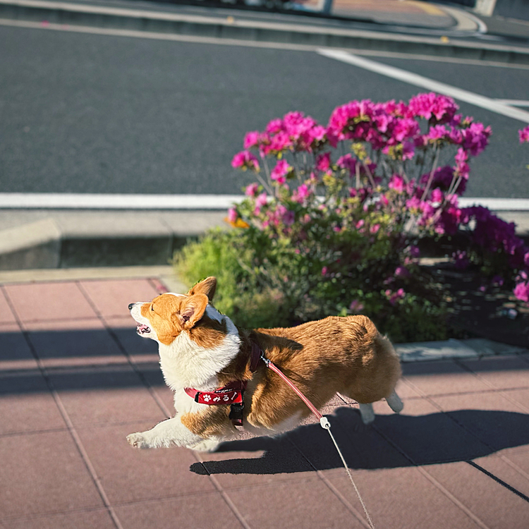 後半GWスタート、昨晩の豪雨から晴天☀️へ。飛び跳ねてますね。